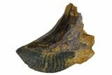 Excellent, Unworn Ceratopsid (Centrosaurus?) Tooth - Montana #173482-1
